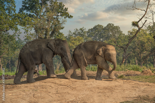 little elephants in the jungles in Chitwan.