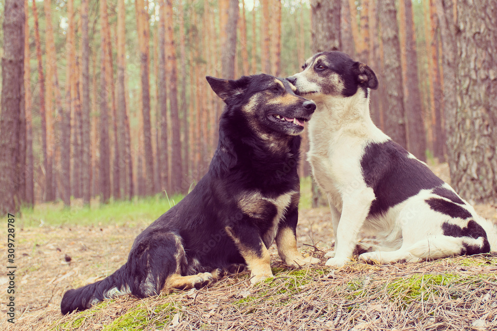 Mom dog takes care of her puppy while walking through a pine forest