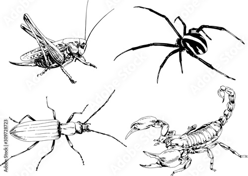 vector drawings sketches different insects bugs Scorpions spiders drawn in ink by hand , objects with no background