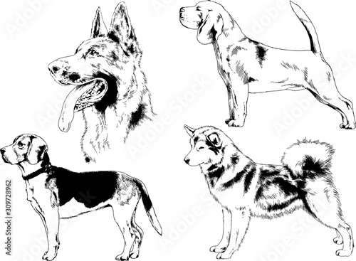 vector drawings sketches pedigree dogs in the racks drawn in ink by hand , objects with no background 