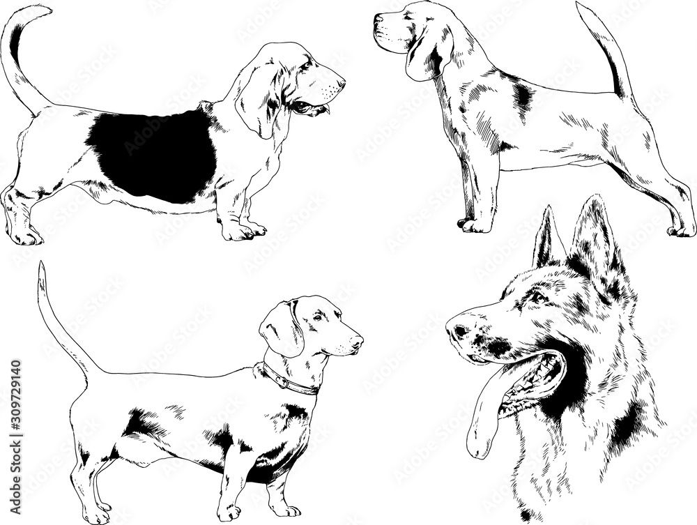 vector drawings sketches pedigree dogs in the racks drawn in ink by hand , objects with no background	