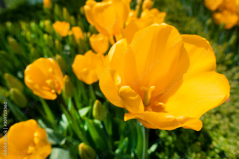Yellow Tulips in nature at springtime, great view Yellow Tulips in nature at springtime, great view