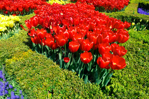 Red Tulips in nature at springtime, great view