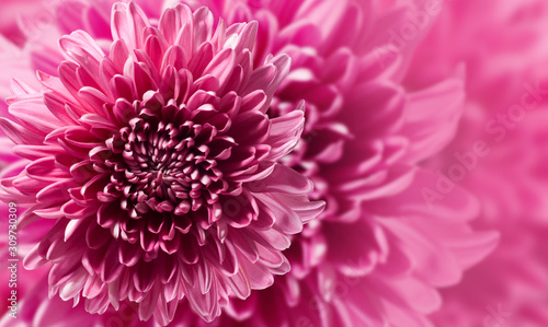 image of beautiful flowers on a red background closeup