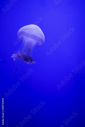 Blue transparent jellyfish floats through water on a blue background. Free space for text © Iryna