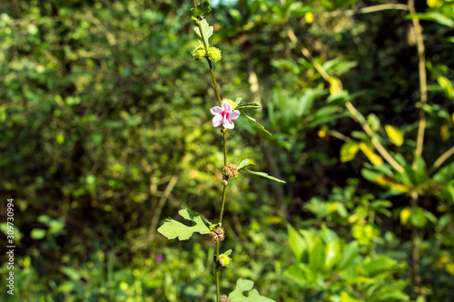small flower in jungle
