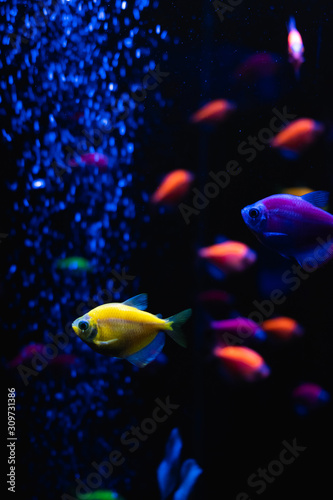 Beautiful group of sea fishes. Underwater colorful life. Bright yellow aquarium fish ternary closeup. selective focus