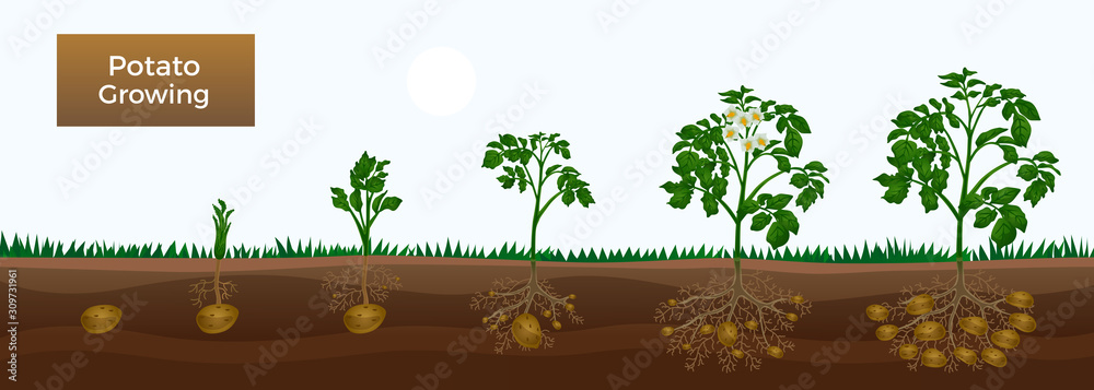 Fototapeta Potato Growth Stages Banner