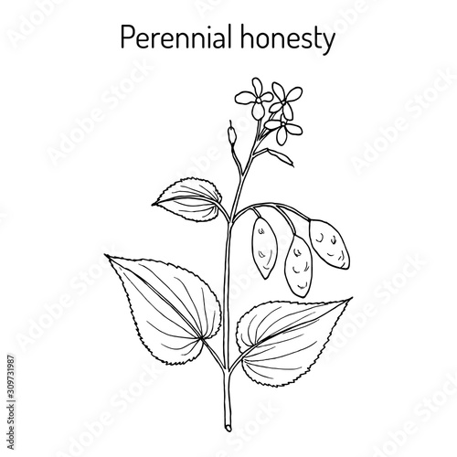 Perennial honesty Lunaria rediviva , medicinal plant