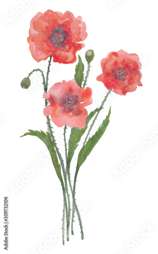 Poppy flower on white background. Drawing, graphics. Handmade. For textile, background, fashion, scrapbooking.