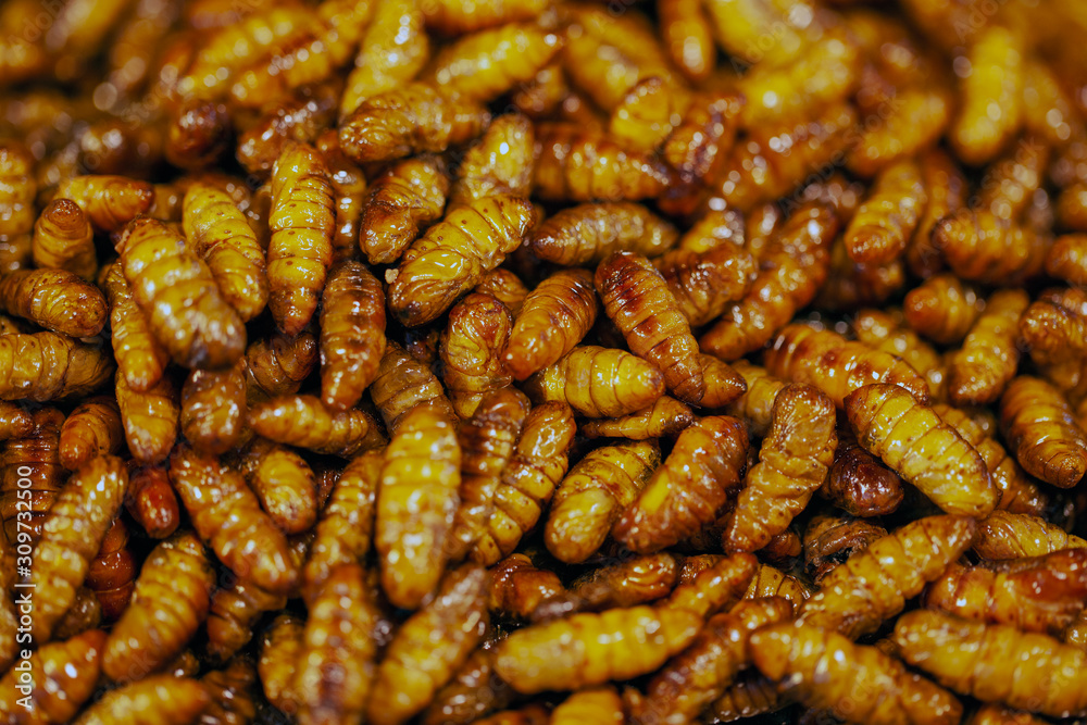 Maggots Background, fish bait, feed, for fishing Maggots Background, fish bait, feed, for fishing