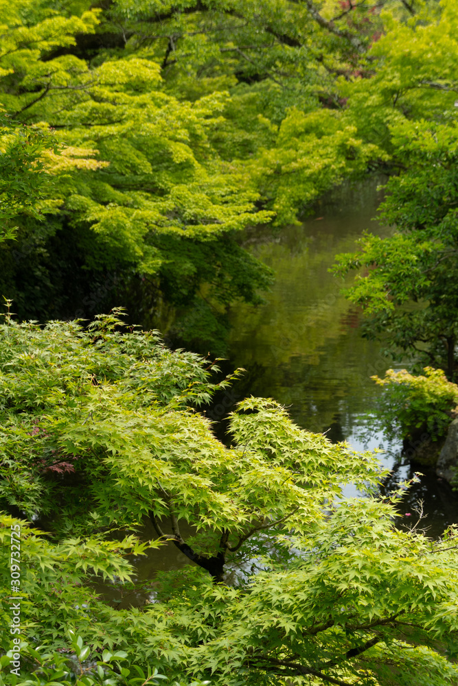 Fototapeta premium 新緑