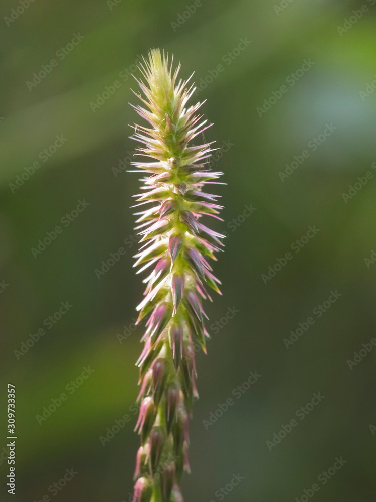 Close-up top of Cupscale grass (Sacciolepis indica) with green nature blurred background.