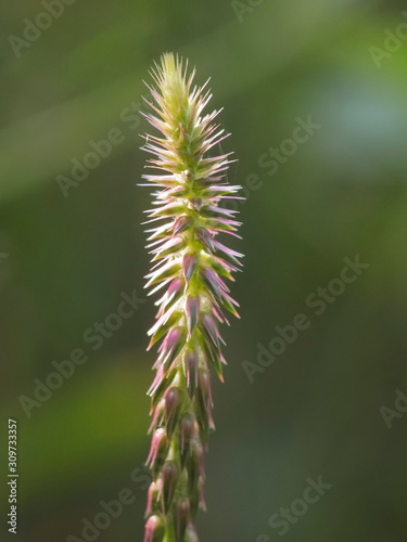 Close-up top of Cupscale grass (Sacciolepis indica) with green nature blurred background.