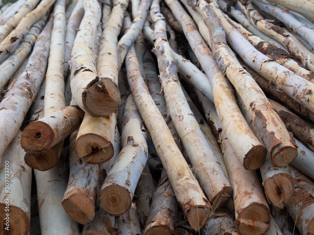 Eucalyptus wood, Eucalyptus wood arranged in layers, wood texture background.Pile of wood logs ready for industry