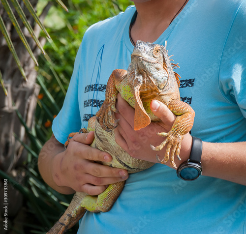 Beautiful lizadr closeup - big iguana