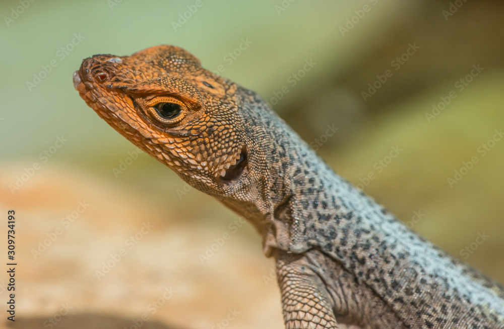 portrait of small galapago lava lizard with orange head portrait of small galapago lava lizard with orange head