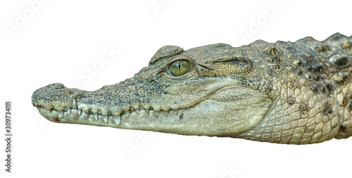 portrait of crocodile resting on white