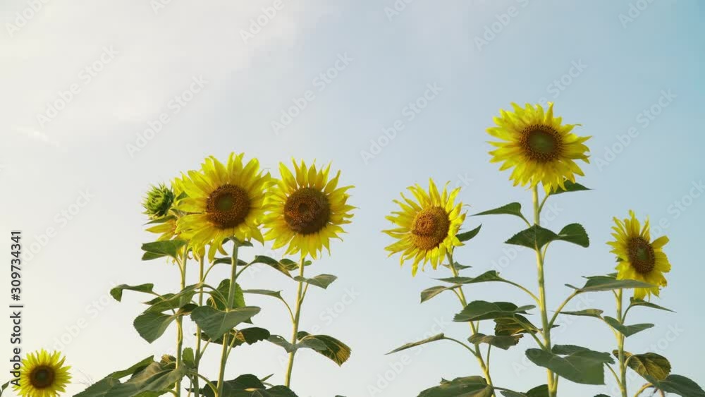 Sunflower against the sky. Sunflower swaying in the wind. Close-up. Beautiful fields with sunflowers in the summer. sunflowers in winter weather. footage b roll scene for insert advertising.