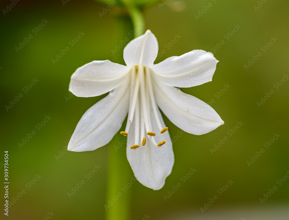 white lily flower macro front view white lily flower macro front view