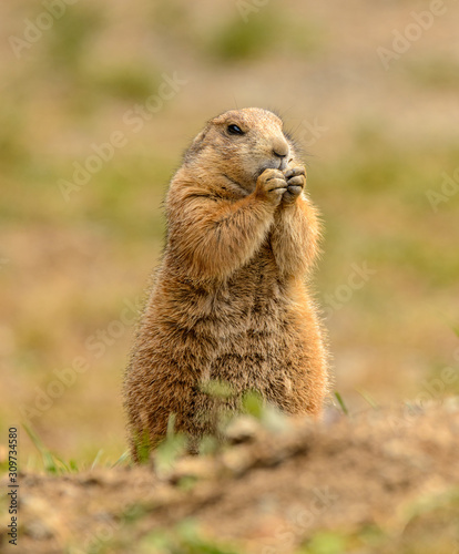 Foto black tailed prairie dog standing and eating
