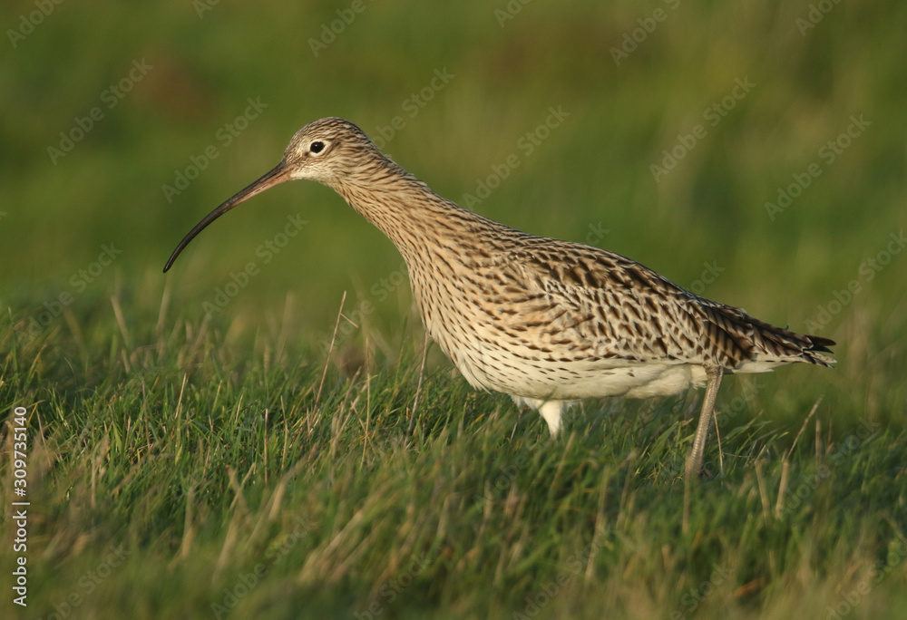 A beautiful Curlew, Numenius arquata, feeding in a marshy field in the UK. A beautiful Curlew, Numenius arquata, feeding in a marshy field in the UK.