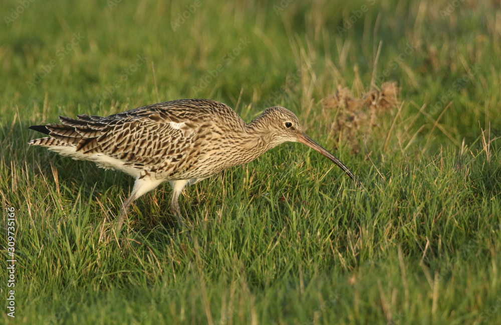 A beautiful Curlew, Numenius arquata, feeding in a marshy field in the UK. A beautiful Curlew, Numenius arquata, feeding in a marshy field in the UK.