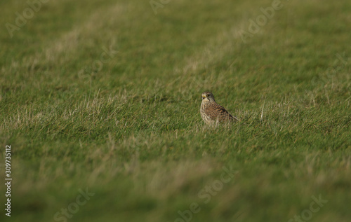 A pretty hunting Kestrel, Falco tinnunculus, perching on the ground amongst the grass in a field.
