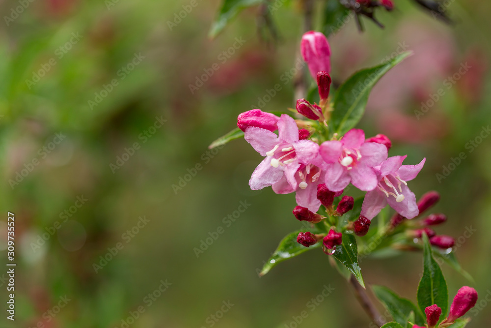 Beautiful pink flowers Weigela. Blooming pink Weigela (Weigela florida). Flowers of weigela florida. Blooming pink Weigela (Weigela florida) in spring garden in sunny day Beautiful pink flowers Weigela. Blooming pink Weigela (Weigela florida). Flowers of weigela florida. Blooming pink Weigela (Weigela florida) in spring garden in sunny day