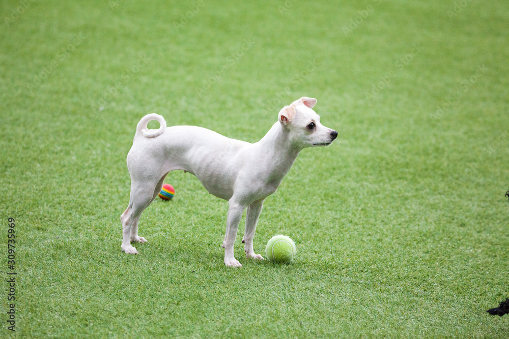 Happy puppies in a private playground Happy puppies in a private playground