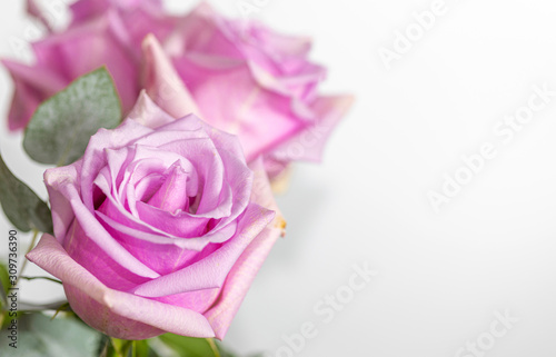 Rose Flower. Head.  White. Gift. Deco. Love