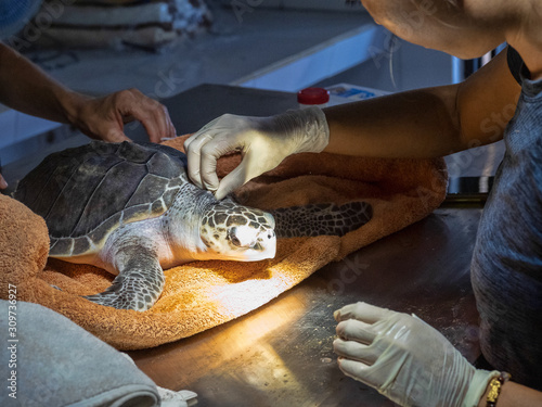 Obraz na płótnie Treatment of injured sea turtle in Nusa Penida Rescue Center, Indonesia. w salonie