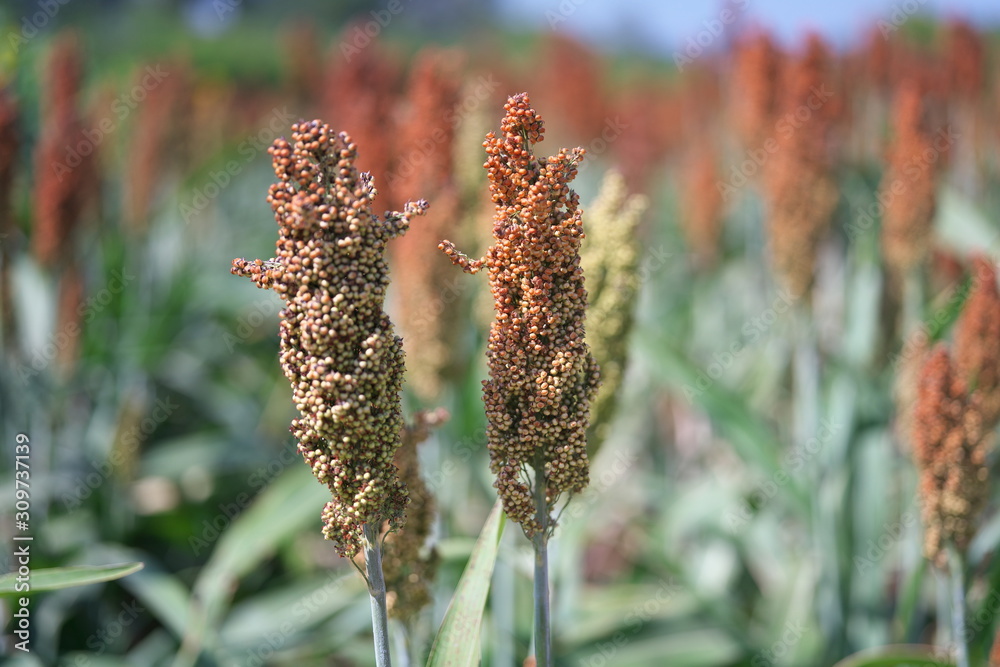 Nakhon Ratchasima,ThailandDecember 7, 2019 barnyard millet