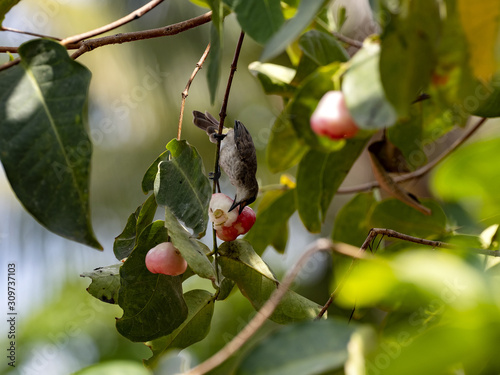 Yellow-vented Bulbul, Pycnonotus goiavier eats brush cherry tree Bali, Indonesia photo