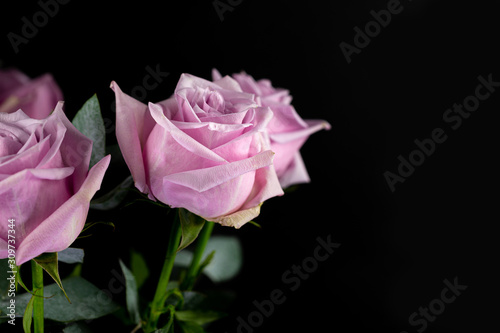 Rose. Flower Head. Gift. Black. Deco. Love