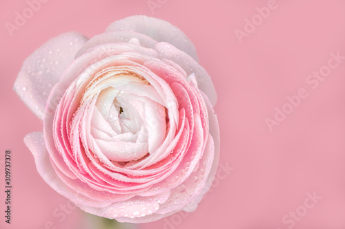 close up of fresh pink rose flower with water drops