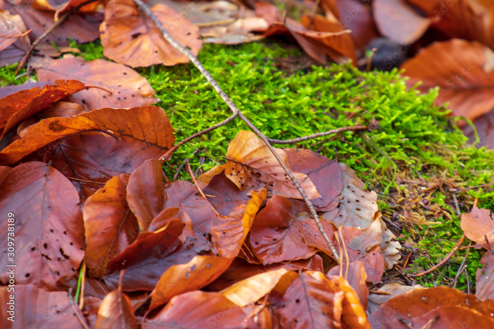 Fototapeta premium Sonnenstrahlen in der winterlichen Waldlandschaft