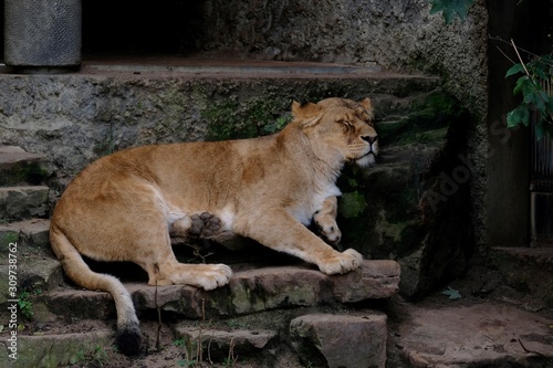 Sleeping lioness in the zoo