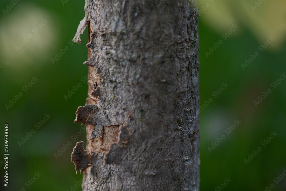 detail macro view of tree bark with blurred green background space for text detail macro view of tree bark with blurred green background space for text