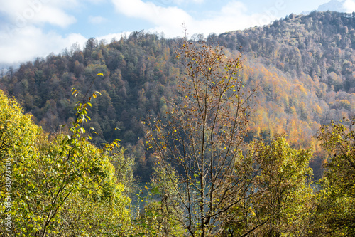 Fototapeta Naklejka Na Ścianę i Meble -  Beautiful autumn forest during sunset time. Azerbaijan Nature