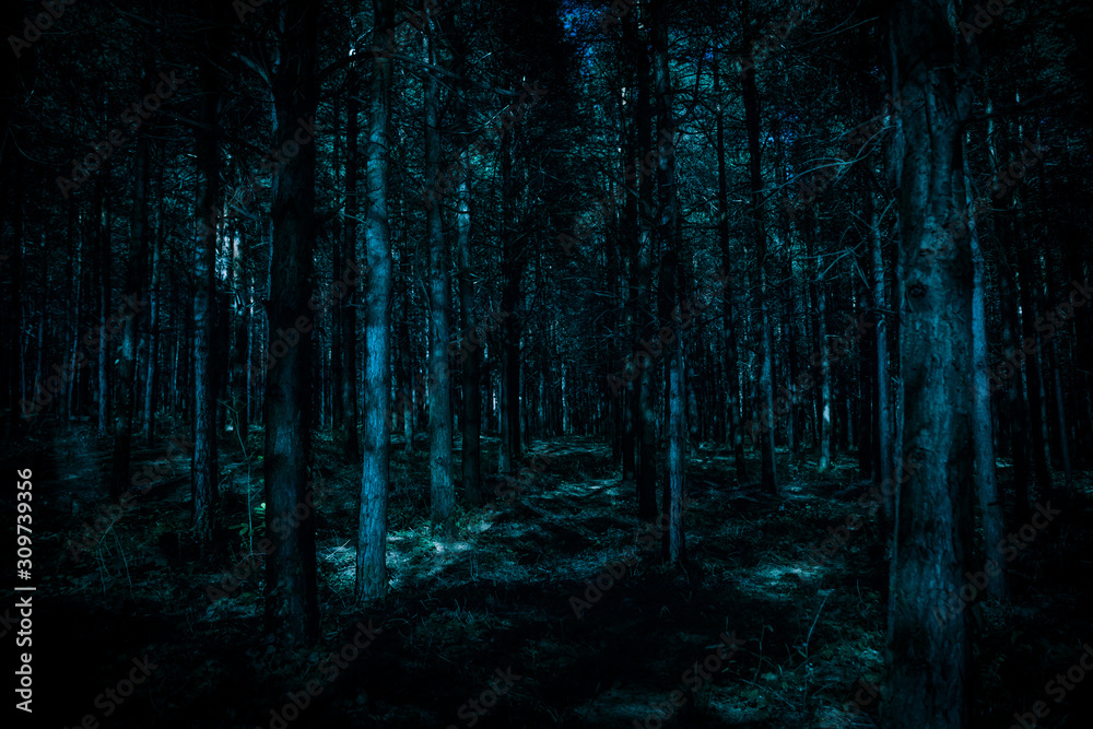 Obraz premium Magical lights sparkling in mysterious pine forest at night.