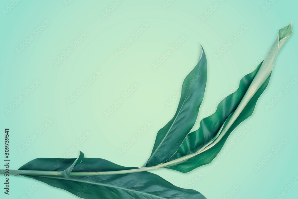 Obraz premium Green galangal leaves on the green background. Creative layout with nature concept with copy space for text.