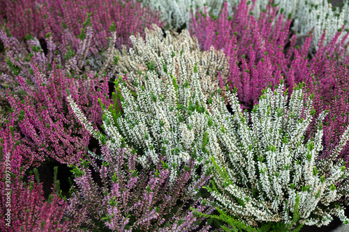 Blossoming of heather in hothouse