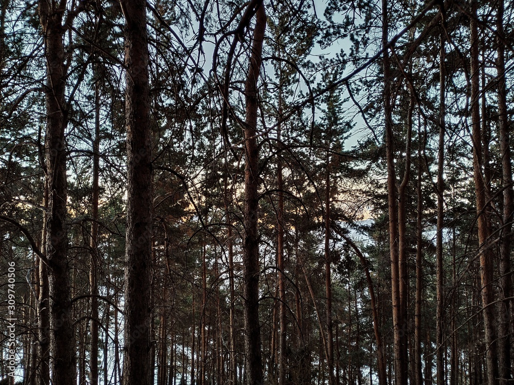 trees in forest trees in forest