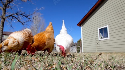 Chickens Pecking at Food in Grass