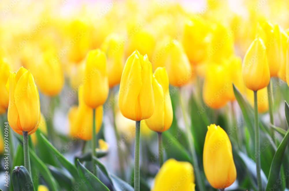 Fototapeta Żółte tulipany kwitnące wiosną na łące
