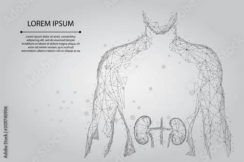 Man silhouette healthy kidneys low poly wireframe. Urology system medicine treatment low poly vector illustration