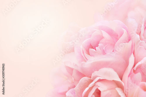 Spring blossoming tulips, springtime pink flowers background, pastel and soft floral card, selective focus, toned