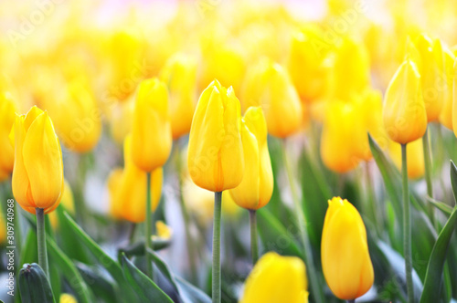 Spring blossoming yellow tulips, bokeh flower background, pastel and soft flo...