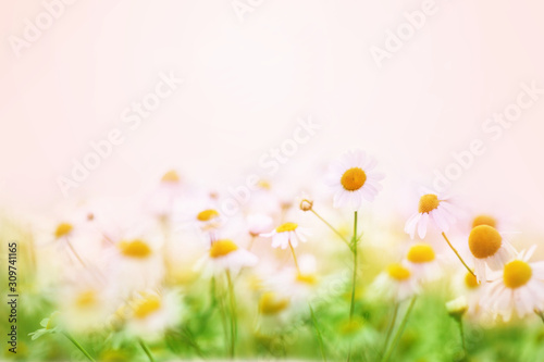 Summer blossoming daisies, chamomiles on meadow, selective focus, toned, light bokeh background, pastel and soft flower card